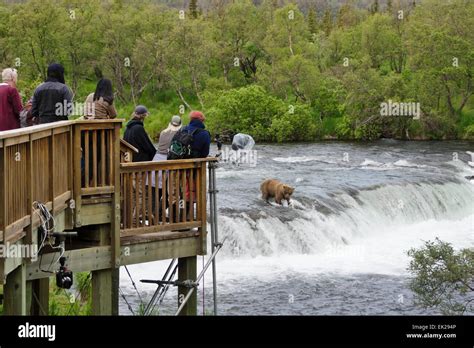 Tourists photographing Brown Bear catching salmon at Brooks Falls, Katmai National Park, Alaska ...