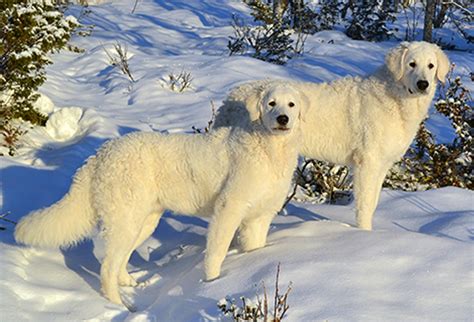 Hungarian Kuvasz | Breeds A to Z | The Kennel Club