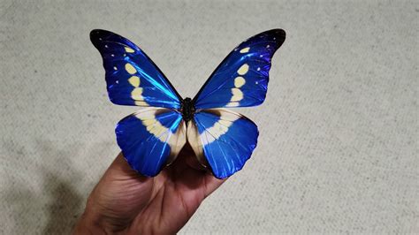 The Most Beautiful Butterfly? Blue Morpho rhetenor helena - YouTube