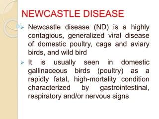 Newcastle disease | PPT