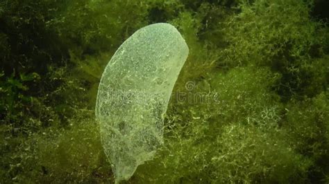 Reproduction of Sea Worms, Polychaetes. Eggs of Polychaetes in the Mucous Bag Stock Video ...