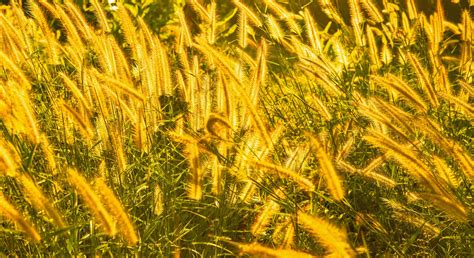 Grass flowers in a wide field. 14012374 Stock Photo at Vecteezy