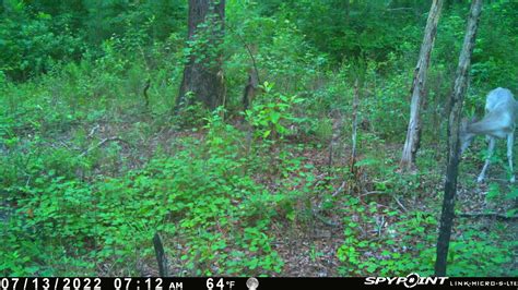 Another white buck on trail camera?! | Archery Talk Forum