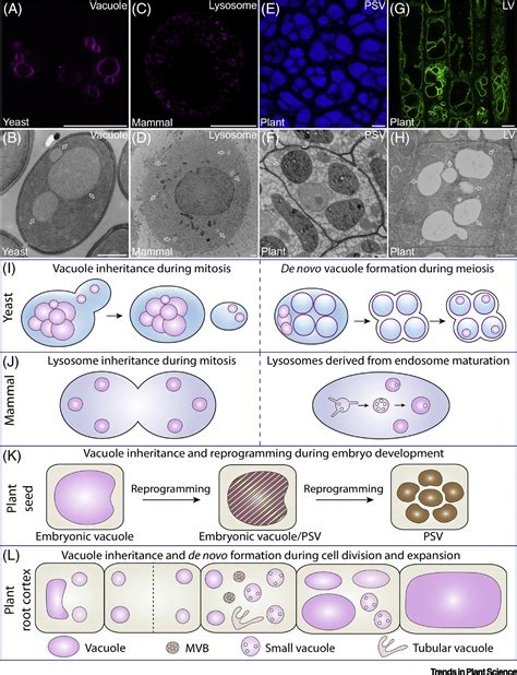 Vacuole Biogenesis in Plants: How Many Vacuoles, How Many Models?: Trends in Plant Science