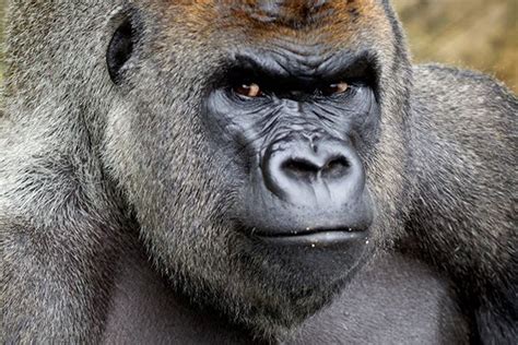 Second gorilla dies in captivity 24 hours after Harambe was shot dead | World | News | London ...