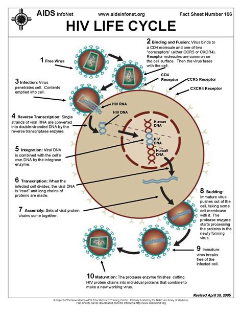 Hiv Life Cycle Animation