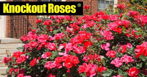 Knockout Roses Care: 5 Tips On How To Care For Knock Out Roses