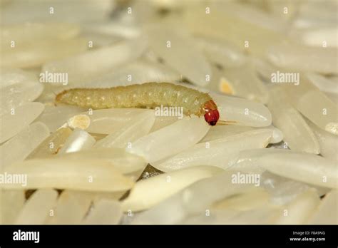 Rice pest hi-res stock photography and images - Alamy