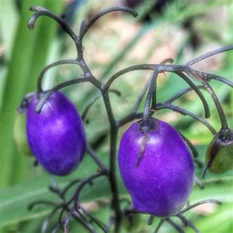 Tasman Flax Lily Berries - Dianella tasmanica - 20140218 | Flickr