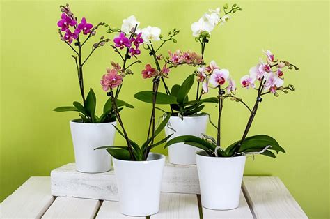 The Best Orchid Pots & Containers for Repotting Orchids - Better ...