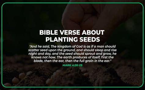 17 Bible Verse About Planting Seeds - Scripture Savvy