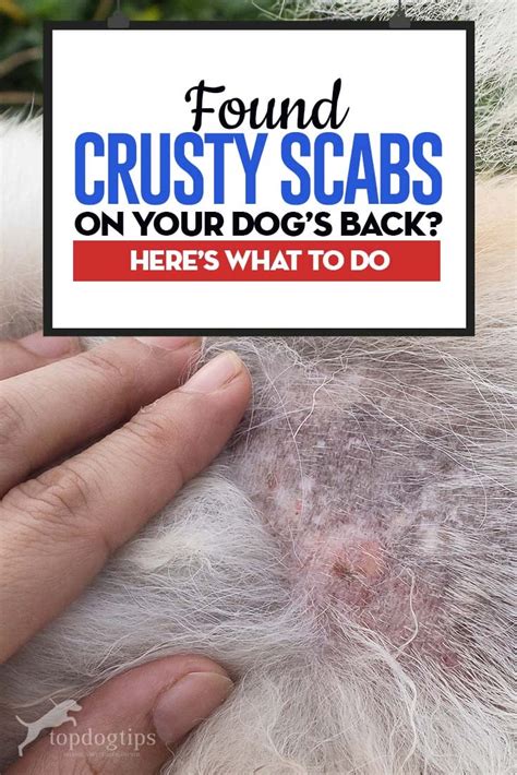 Found Crusty Scabs on Dog's Back? Here’s Why and What to Do