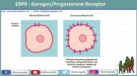 ERPR : Estrogen/Progesterone Receptor | Lab Tests Guide