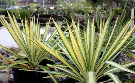 Yucca filamentosa "Color Guard" - Yucca Filamenteux / Adam's Needle ...