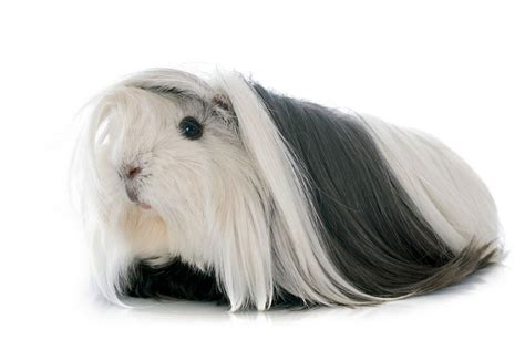 Peruvian Guinea Pig [Long Hair Breed] | Pet Comments