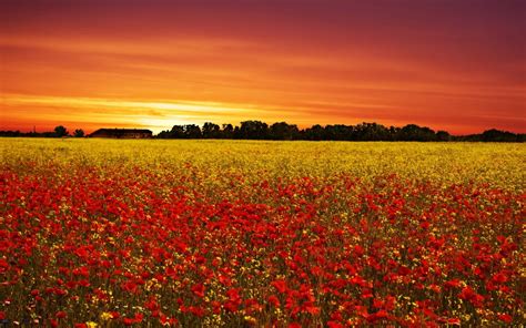 Poppy Field At Sunset Wallpapers - Wallpaper Cave