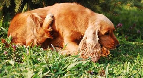 Best Flea and Tick Collar for Dogs. No more Scratching! - spanielking