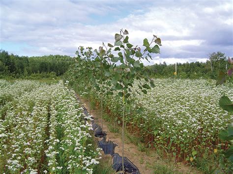 Benefits from tree-based intercropping - Top Crop ManagerTop Crop Manager