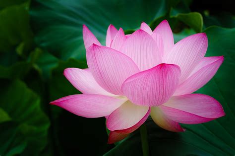 Selective focus photography of pink petaled flowers in full bloom, lotus flower HD wallpaper ...