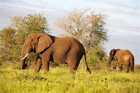 Gajah Afrika Sabana Afrika Afrika Foto Latar belakang Dan Gambar Untuk Download Gratis - Pngtree