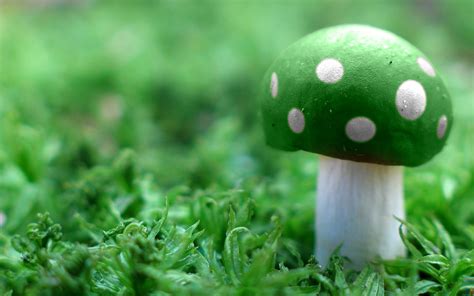 WnP: Wallpapers & Pictures: Green Mushroom Wallpaper