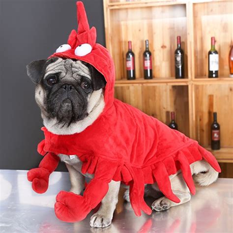 Wait a Minute, is This a Pug? Check Out Our 30 Favorite Pug Costumes ...