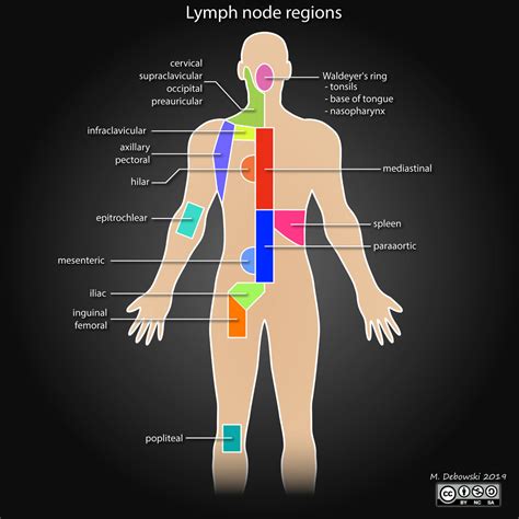 Lymph Nodes Diagram Neck