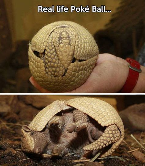 Armadillo, I choose you… | Cute animals, Armadillo, Pokemon