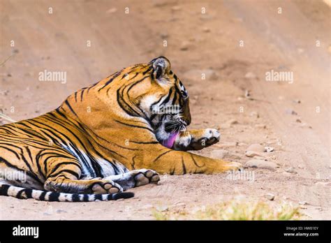 Royal Bengal Tiger & Tigress with cubs Stock Photo - Alamy