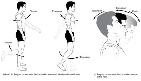 Anatomical Movements of the Human Body | Geeky Medics