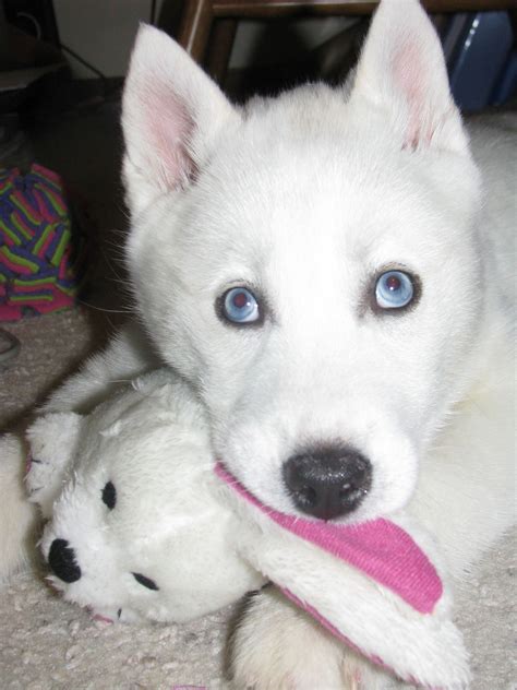 Beautiful Blue-Eyed White Siberian Husky named Maya. Looks like a cuddly stuffed animal. ♥ ...