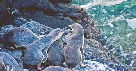 Akaroa: Pohatu Little Penguins 3-Hour Evening Experience | GetYourGuide