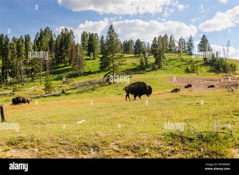 American Bison in Yellowstone Stock Photo - Alamy