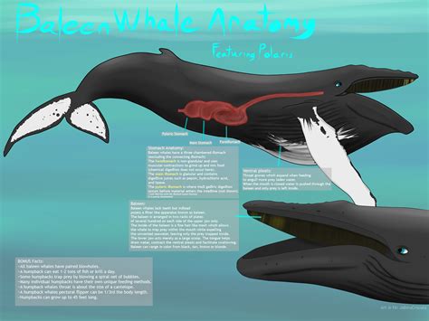 Baleen Whale Anatomy - Calm Water = Calm Whales, and the Reverse is True Too ... - Baleen whales ...