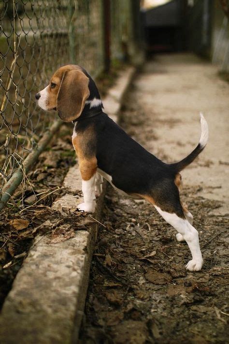 Beagles are always so good with kids. Make great family dogs! COOLPETZ ...