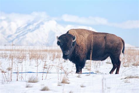 Bison On Antelope Island Utah Photograph by Carolyn Rauh