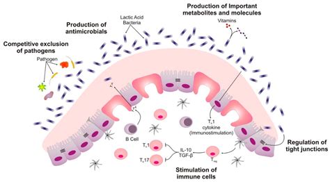 PDF Infections urinaires à Lactobacillus delbrueckii, mythe ou réalité PDF Télécharger Download