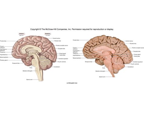 Brain Anatomy Quiz