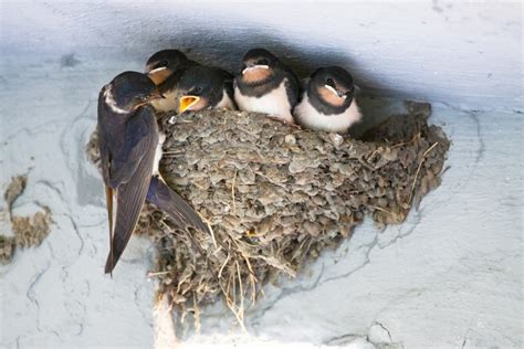 12 Birds That Make Mud Nests (With Pictures) - Optics Mag