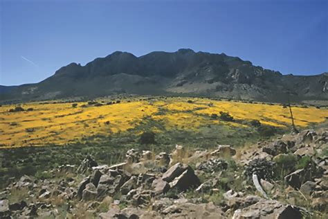 Bison and the Great Plains - Plants of the Southwest