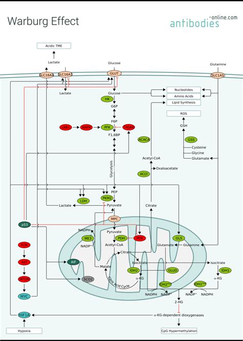 Pathways: Warburg Effect | www.antibodies-online.com