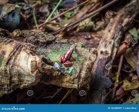 Red Rainforest Frog in Its Natural Habitat Stock Image - Image of damp, exotic: 162480507