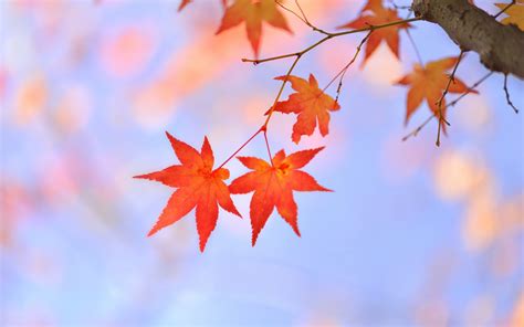 Tree branch, leaves, red maple, Japanese wallpaper | nature and landscape | Wallpaper Better