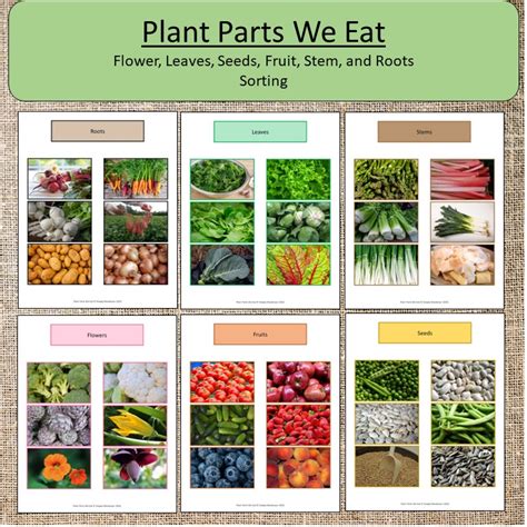 Plants We Eat Science Parts of a Plant Montessori | Made By Teachers