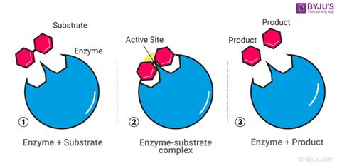 Enzyme Catalysis | Mechanism & Characteristics Enzyme Catalyst