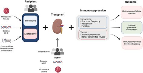 Frontiers | Progress in kidney transplantation: The role for systems immunology