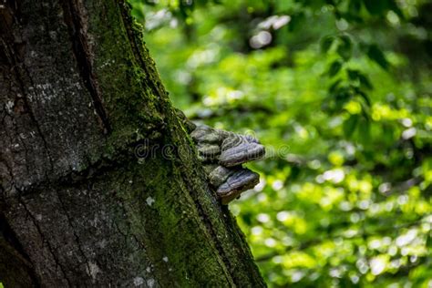 Green Fungus On Palm Tree Trunk / Tree Mold | Flickr - Photo Sharing! / How do you get rid of ...