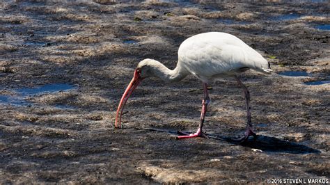 Canaveral National Seashore | WILD BIRDS UNLIMITED TRAIL