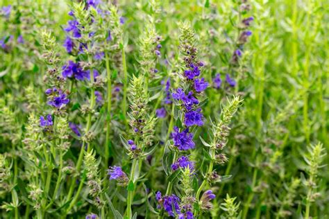 Hyssop: Plant Information and Grow Guide - BBC Gardeners World Magazine