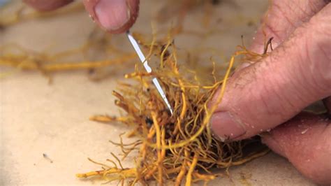 Rhizome and root propagation of goldenseal - YouTube